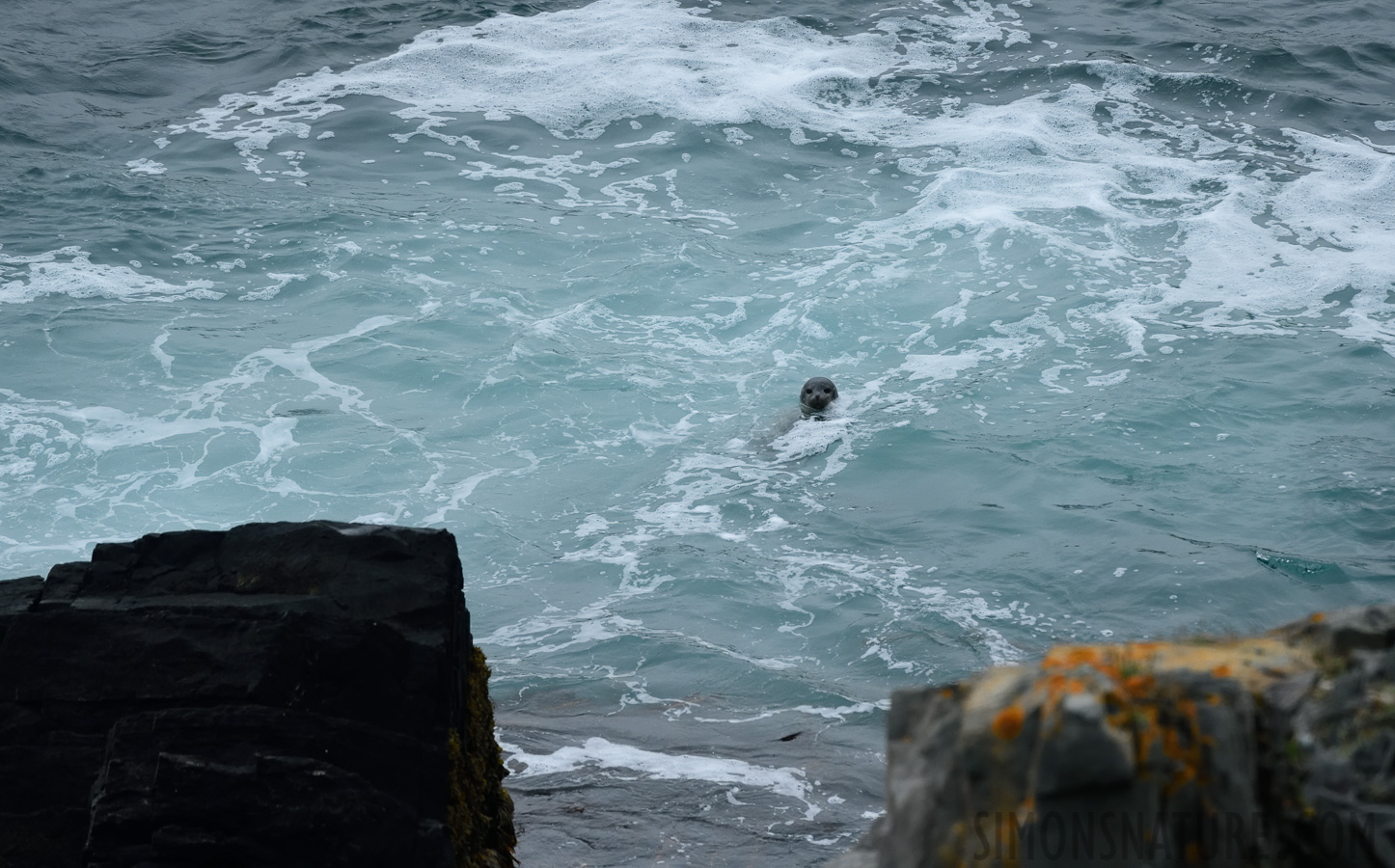 Phoca vitulina concolor [400 mm, 1/3200 sec at f / 8.0, ISO 1600]